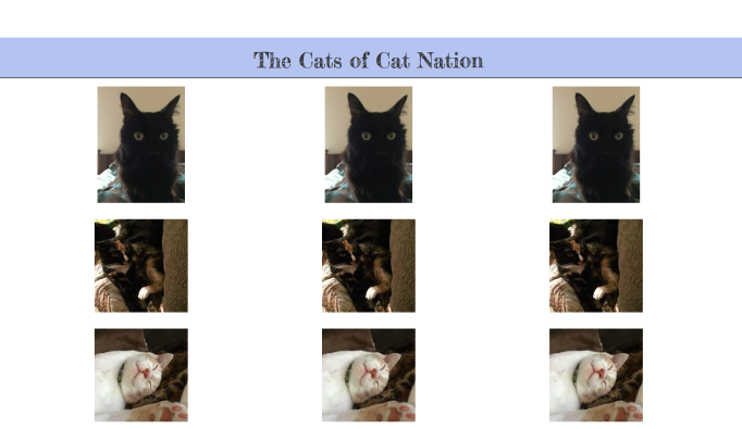Example of Bootstrap's grid system in action!  I need pictures of my other 6 cats!